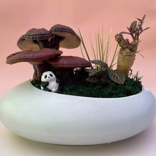 招财灵芝 送许愿牌｜室内绿植净化空气书房桌面好养懒人花卉盆栽