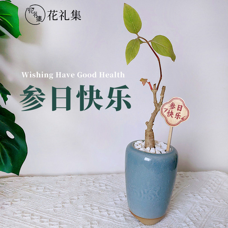 顺丰参体健康花礼集安第参送爸爸妈妈长辈领导生日礼物人参盆栽