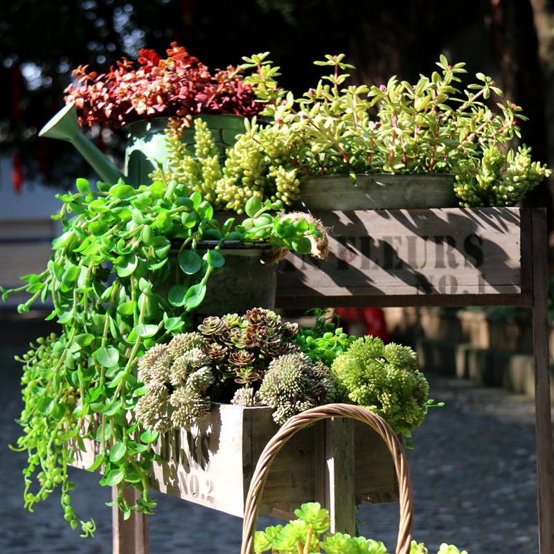 假多肉叶状草类植物仿真藤条绿植挂造景花蕨类假草TDIY家居装饰品