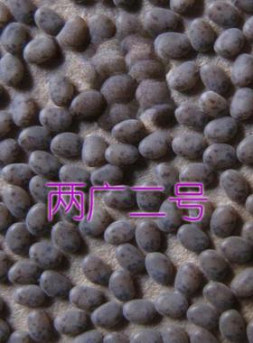 良年村饲养蚕种蚕30909卵蚕宝宝蚕种场今生产高产农抗病优种加量