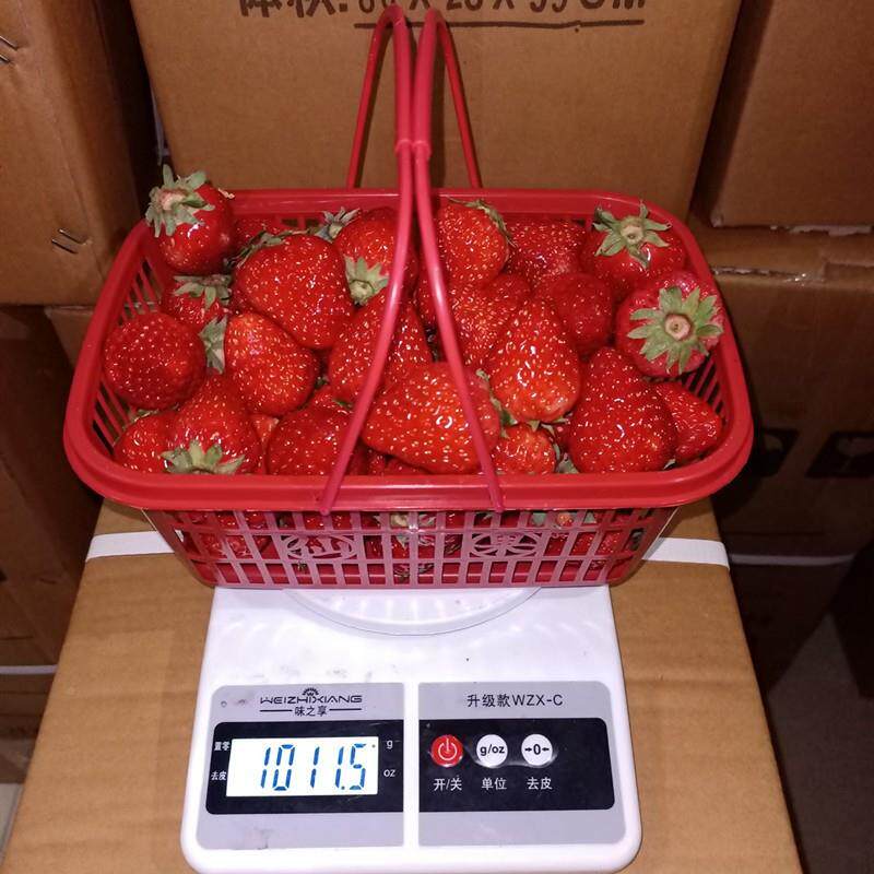 款草手莓采摘篮子新料红色15810296提水果筐子杨梅塑篮樱桃桑葚塑