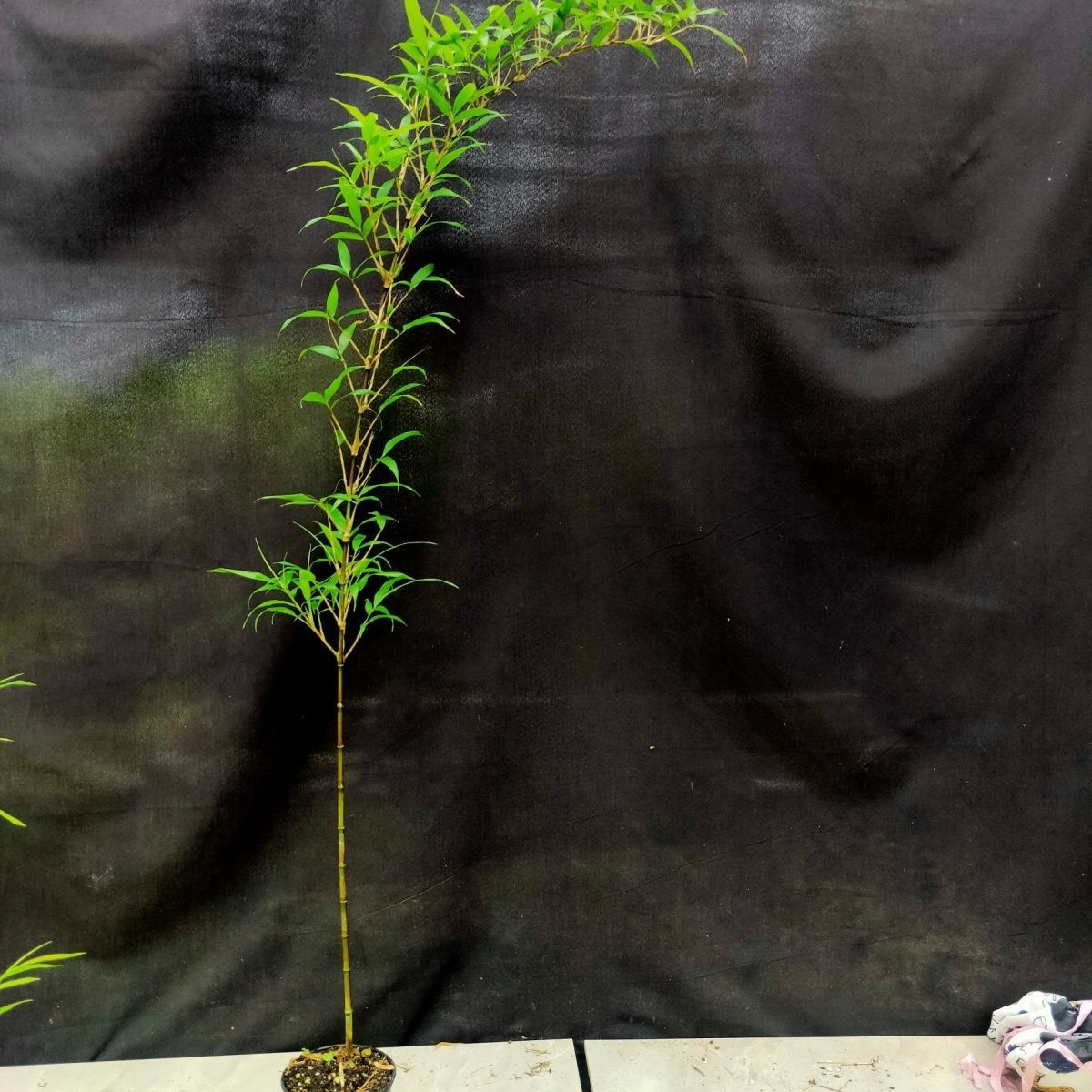 紫竹室内盆栽飘支紫寒竹盆景庭院桌面绿植微竹子苗观赏竹