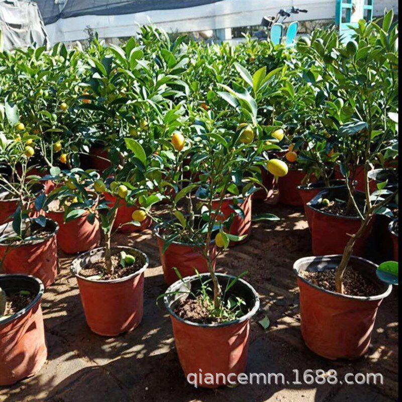 速发脆皮金桔盆栽带果发货 果 室内客厅台庭院植物四季结果