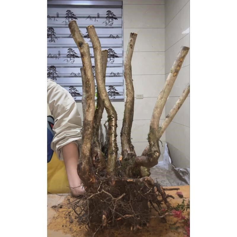 速发大别山映山红盆景素材桩新鲜造型多杆盆景生桩练手好活2-4杆