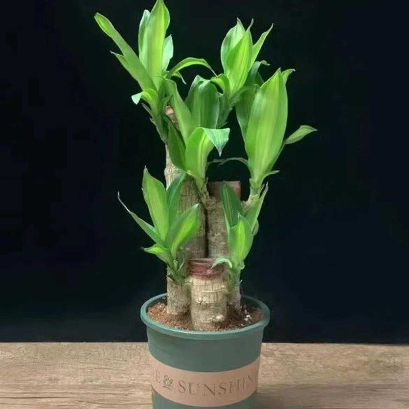 速发木1米幸运木开花土培盆栽特大号客厅室内办公室绿植大型植物