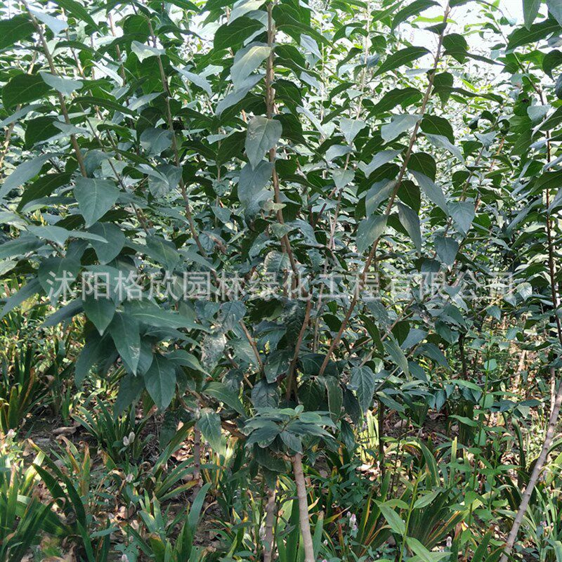 速发腊梅 冬季观赏花卉植物园林绿化腊梅花苗50-10m高梅花树