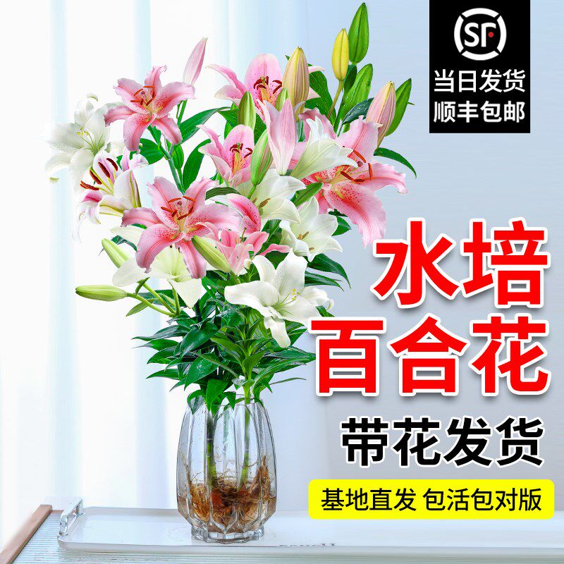 速发水培植物百合树盆栽带花苞室内客厅花卉水养插花花束年宵花