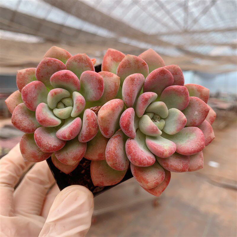 速发多肉植物绿植盆栽花斑鹿双头带血斑粉色多肉
