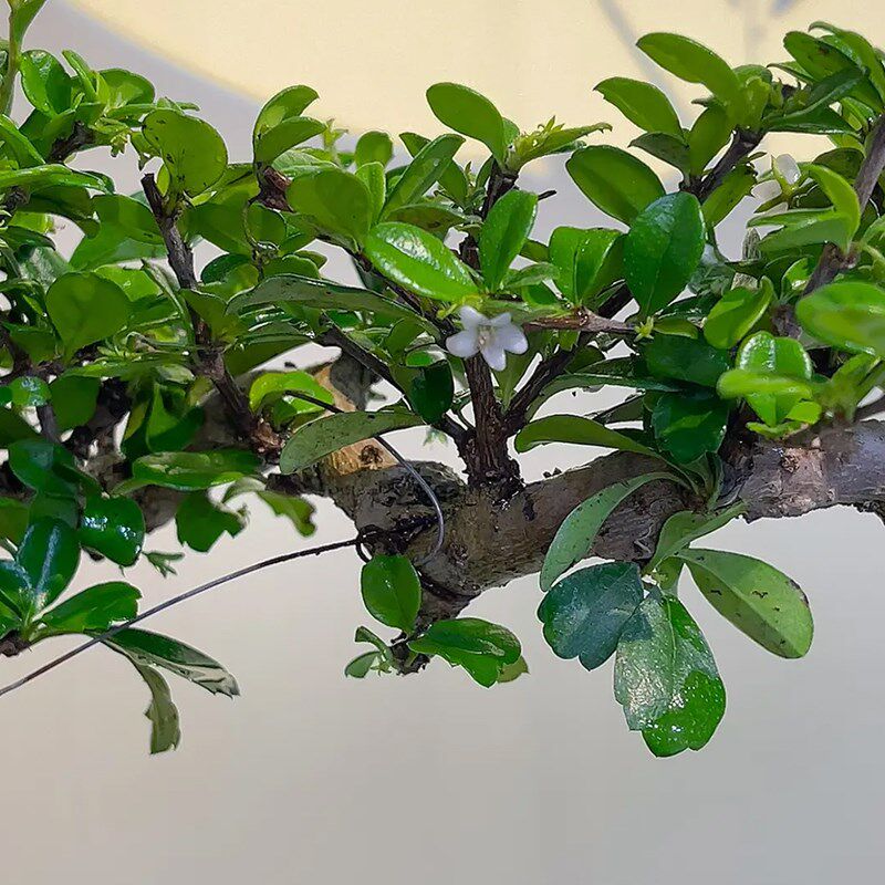 速发小叶福建茶悬崖盆栽绿植花卉造型飘枝老桩迷你盆景茶几中式q