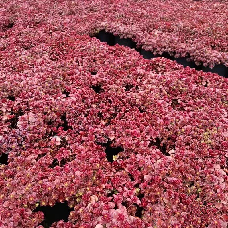 速发小球玫瑰胭脂红景天盆栽苗台庭院花境耐寒红叶地被多肉植物庭