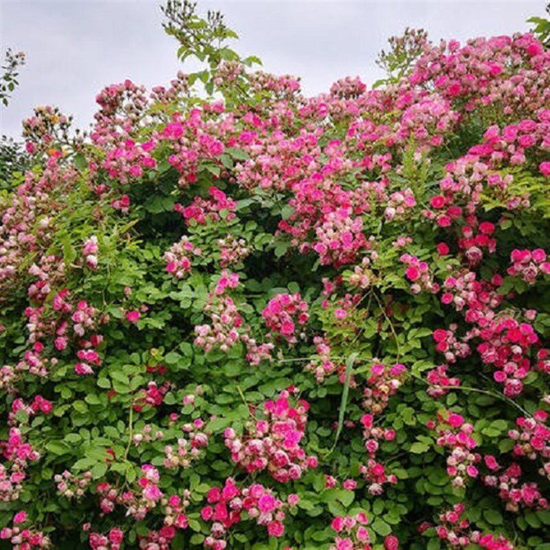 速发【胭脂扣】藤本月季花苗盆栽地栽南北方种植月季花苗庭院植物