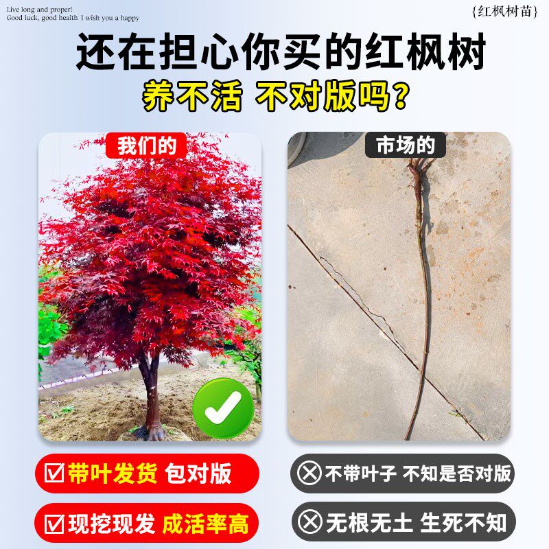 速发红枫红舞姬四季红叶老桩盆景庭院室外绿化盆栽耐寒绿植物