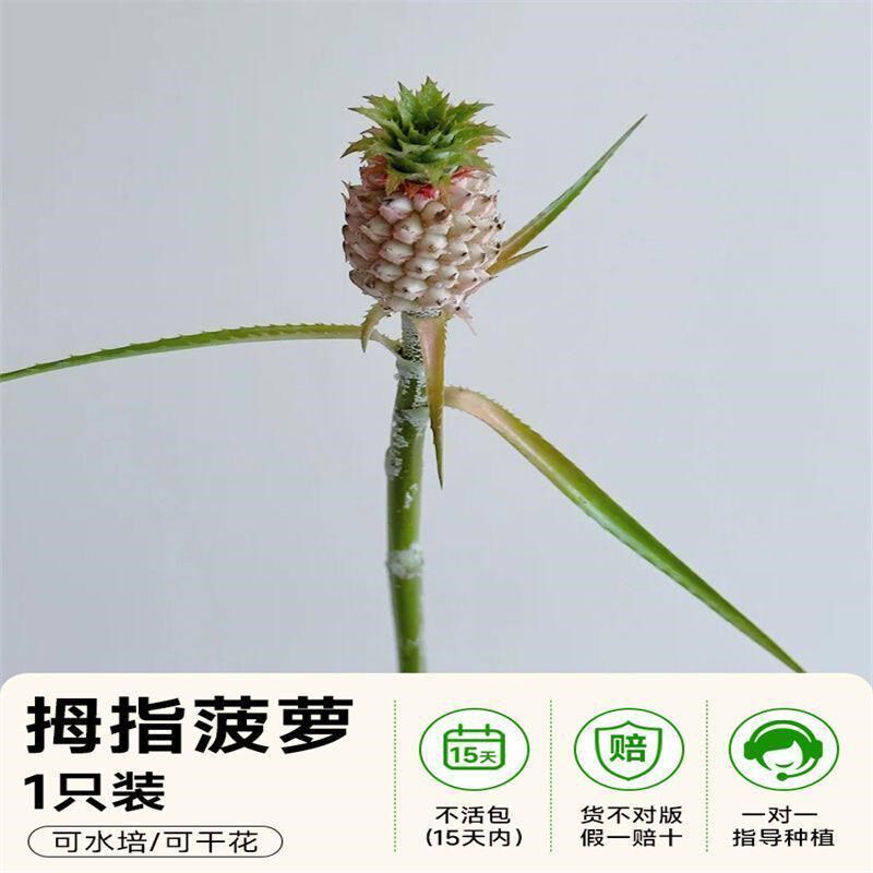 速发【好吃又好养】动感光波菠萝食用水培植物小黑凤梨鲜切花插室