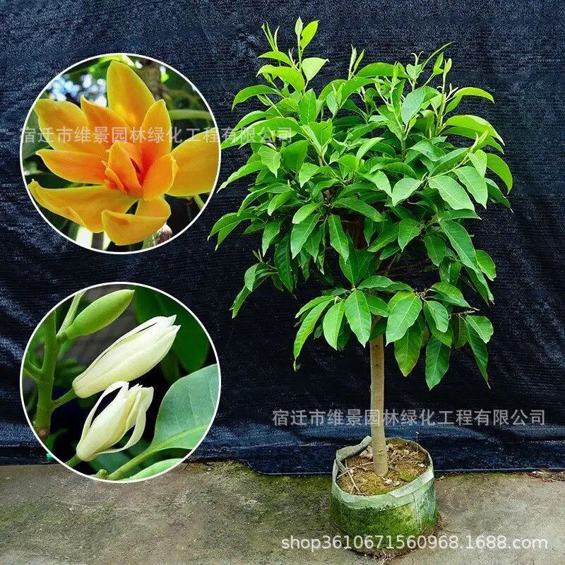 速发白兰花玉兰花卉黄角兰植物台室内绿植易活带花苞四季开盆栽