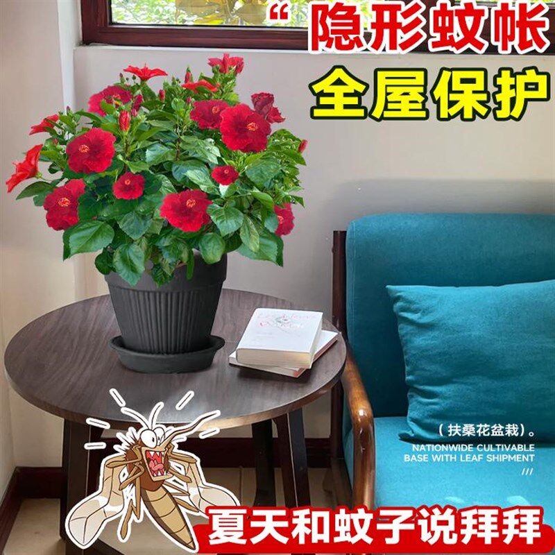 速发扶桑花盆栽庭院台驱蚊绿植花卉植物室内开花四季朱木槿