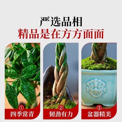 速发发财树小盆栽辫子发财树乔迁新居盆栽小型盆景办公室好养桌面