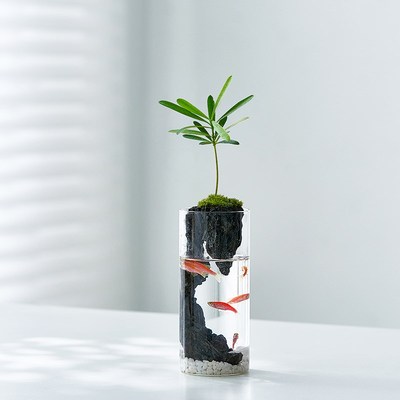 速发苔藓微景观玻璃生态瓶造景绿植办公室内办公桌小盆栽四季好养