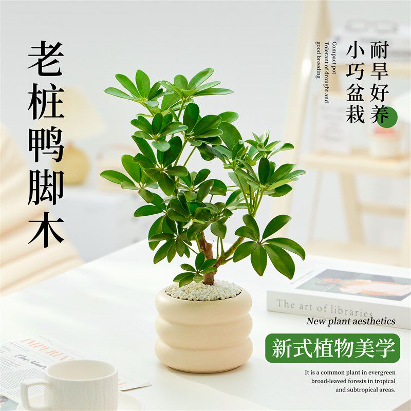 速发大叶老桩鸭脚木盆栽办公室绿植桌面好养适合懒人养的植物室内