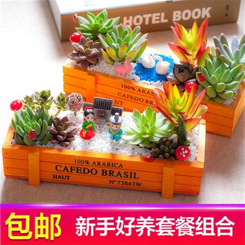 速发多肉植物新手套餐组合盆栽室内办公含盆花卉绿植肉肉儿童种植