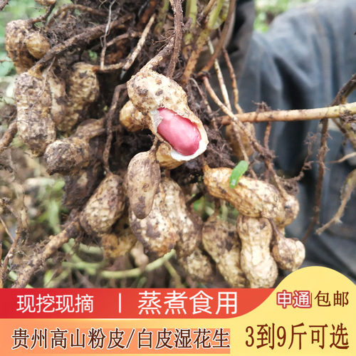 贵州高山现挖甜脆带壳湿花生
