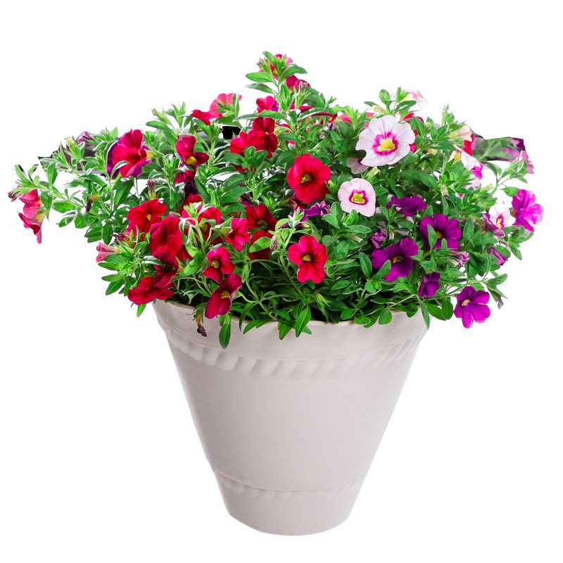 百万小玲盆栽花苗庭院花卉垂吊植物舞春花带花苞T室外阳台花草成,鲜花速递/花卉仿真/绿植园艺,时令草本花卉,淘宝优惠券,粉丝福利购,淘宝优惠卷