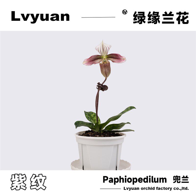 万峰绿缘 稀有兜兰紫纹盆栽z室内客厅茶几桌面装饰花卉绿植