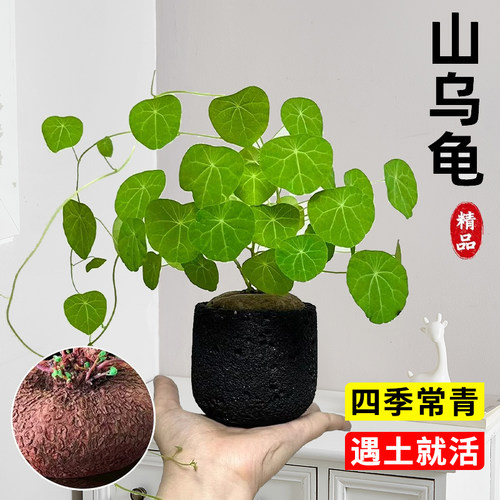 速发山乌龟植物金藤观叶一叶龟爬绿换种球盆栽室内台水培好养不植