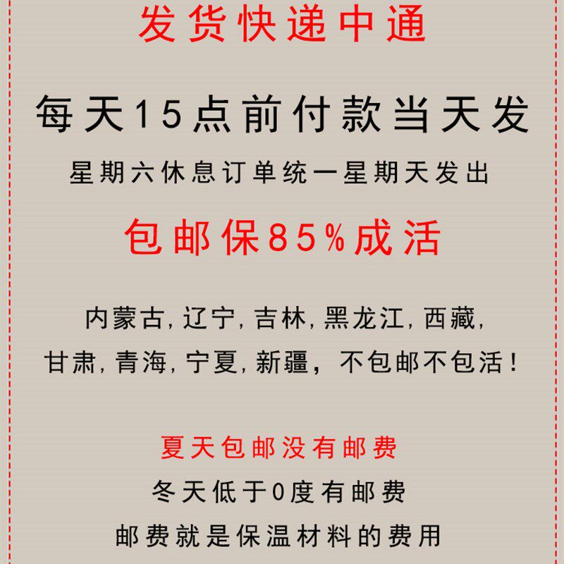速发蛐蛐 蟋蟀 白蛐蛐 饲料活物 鱼鸟爬虫活食各种规格包邮送饲料