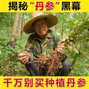 特级500g可搭三七生泡饮水喝无硫 丹参片中药材深山正品