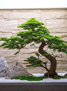 迎松窗罗树19848假汉松新中式室内造景装饰玄关橱展厅旱客景观组