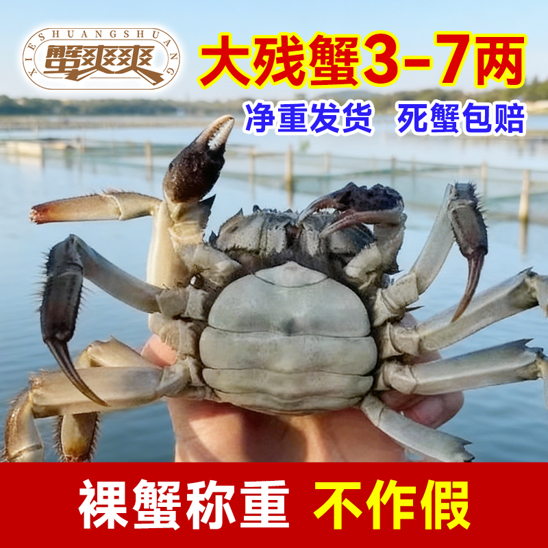 蟹爽爽大残蟹公母随机净重3斤每日限量先到先得3.0-6.0两残蟹