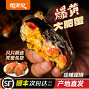 蟹爽爽活蟹大闸蟹鲜活现货公母配对蟹10只装 礼盒螃蟹鲜活大闸蟹