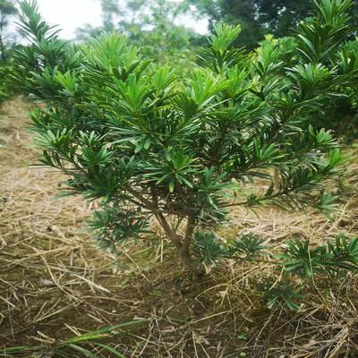 罗汉松树苗盆松景原生雀舌中叶造型耐寒盆栽室内HZH迎绿矮桩客植