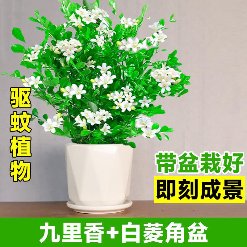九里香盆栽驱绿蚊驱植lh-jlx物室内外植带花苞莉花正宗树苗阳虫台