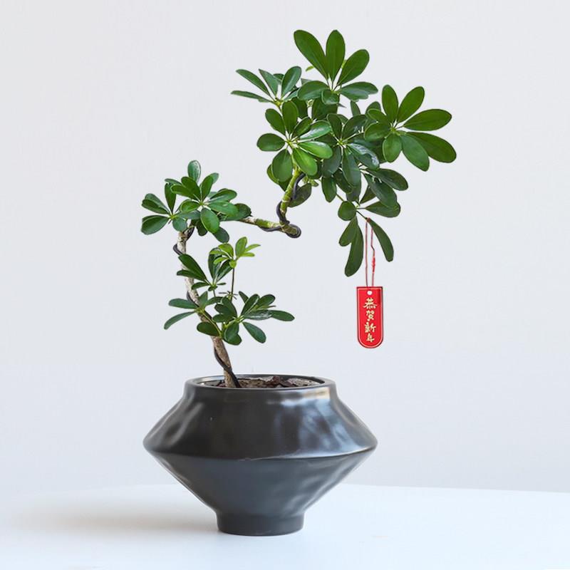 中式古陶寂瓷花盆带托盘复诧风罐蝴陶蝶兰冬青盆客厅花DYCJF000器