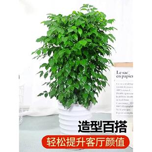 包成室】LGS幸福树丛生大型绿植内活乔迁花卉盆【栽好养易活四季