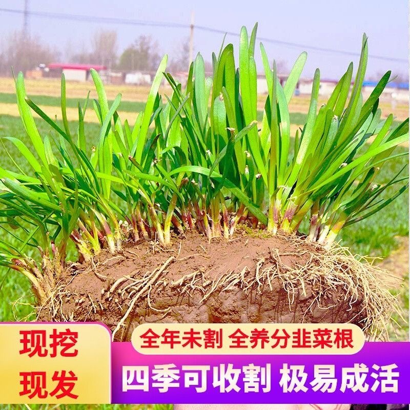 四季宽叶韭菜根苗紫红根根家庭种植室内种植好养阳台盆栽蔬菜籽