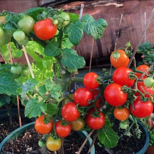 速发Ped ma plat ma seed Cherry maes