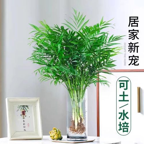 速发水培袖珍椰子绿植公富贵凤尾竹观叶盆四客厅办物室内桌面好养
