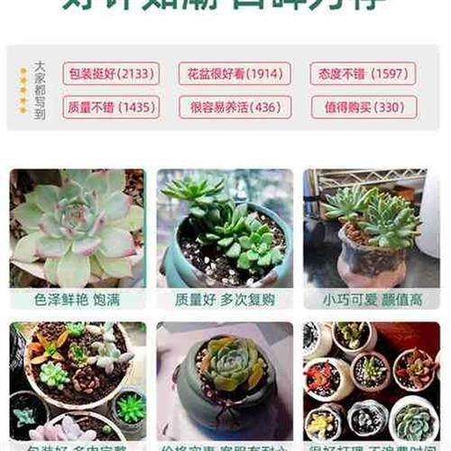 速发多肉植物组合盆栽肉嘟嘟室内肉肉花植物含多肉花盆营养土绿植