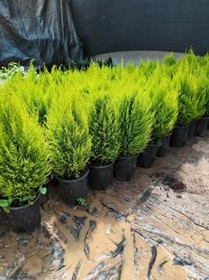 速发香好柏小香松盆栽植物四季绿植外室内室台冠养圣诞树宝塔松