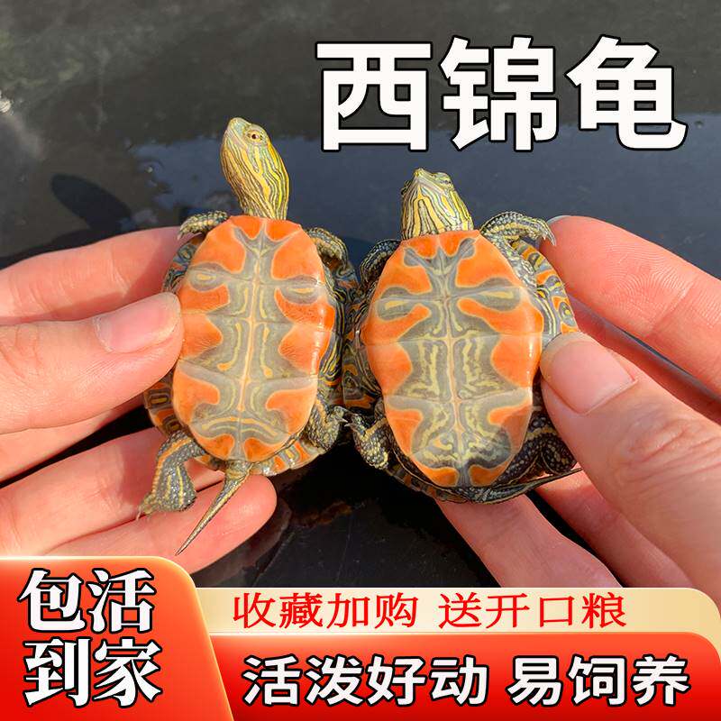 西锦龟西部锦龟苗深水龟小乌龟活物东锦龟南锦龟鱼缸混养稀有乌龟