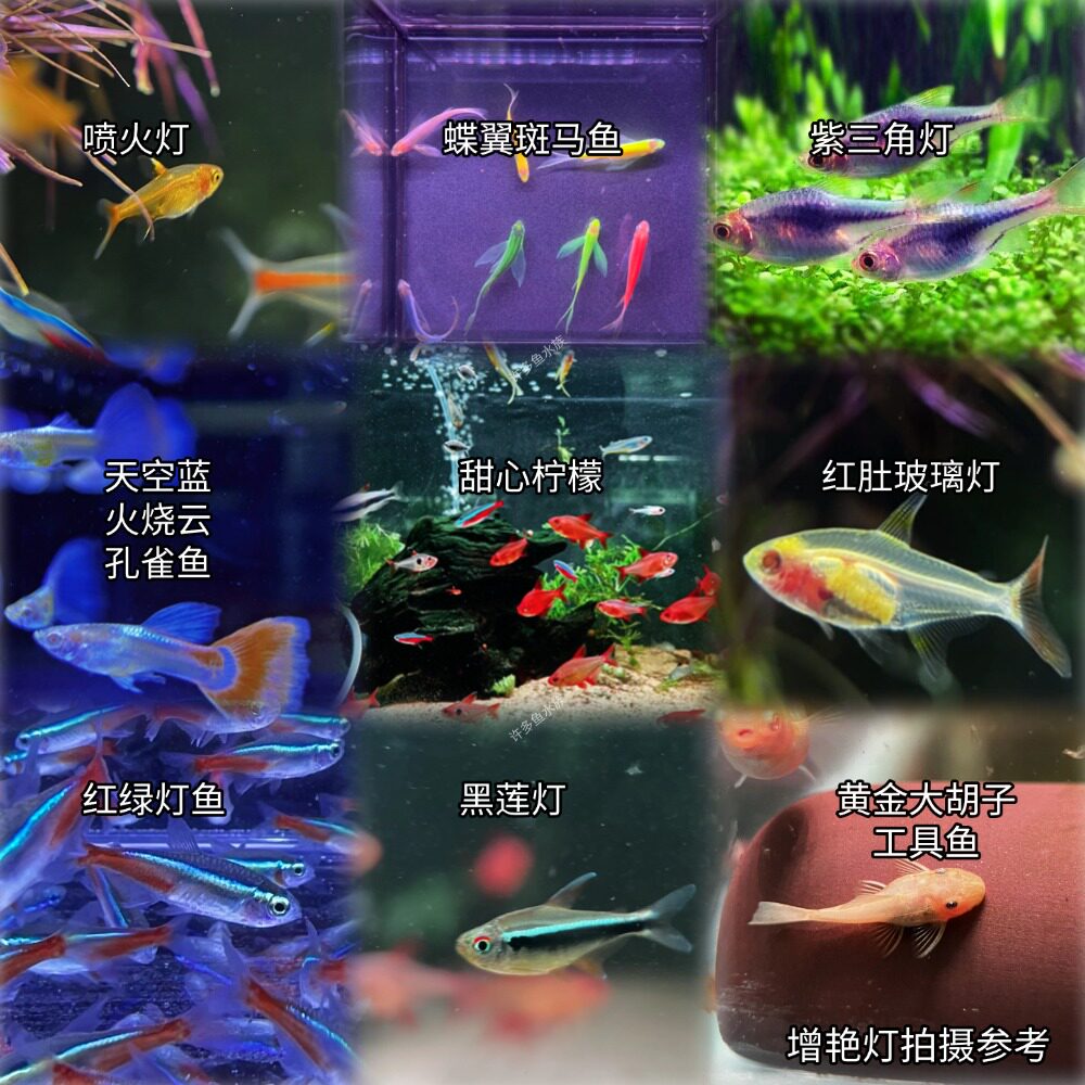 精品灯科鱼组合套餐甜心柠檬红绿灯喷火灯红肚玻璃灯芙蓉旗皇室青