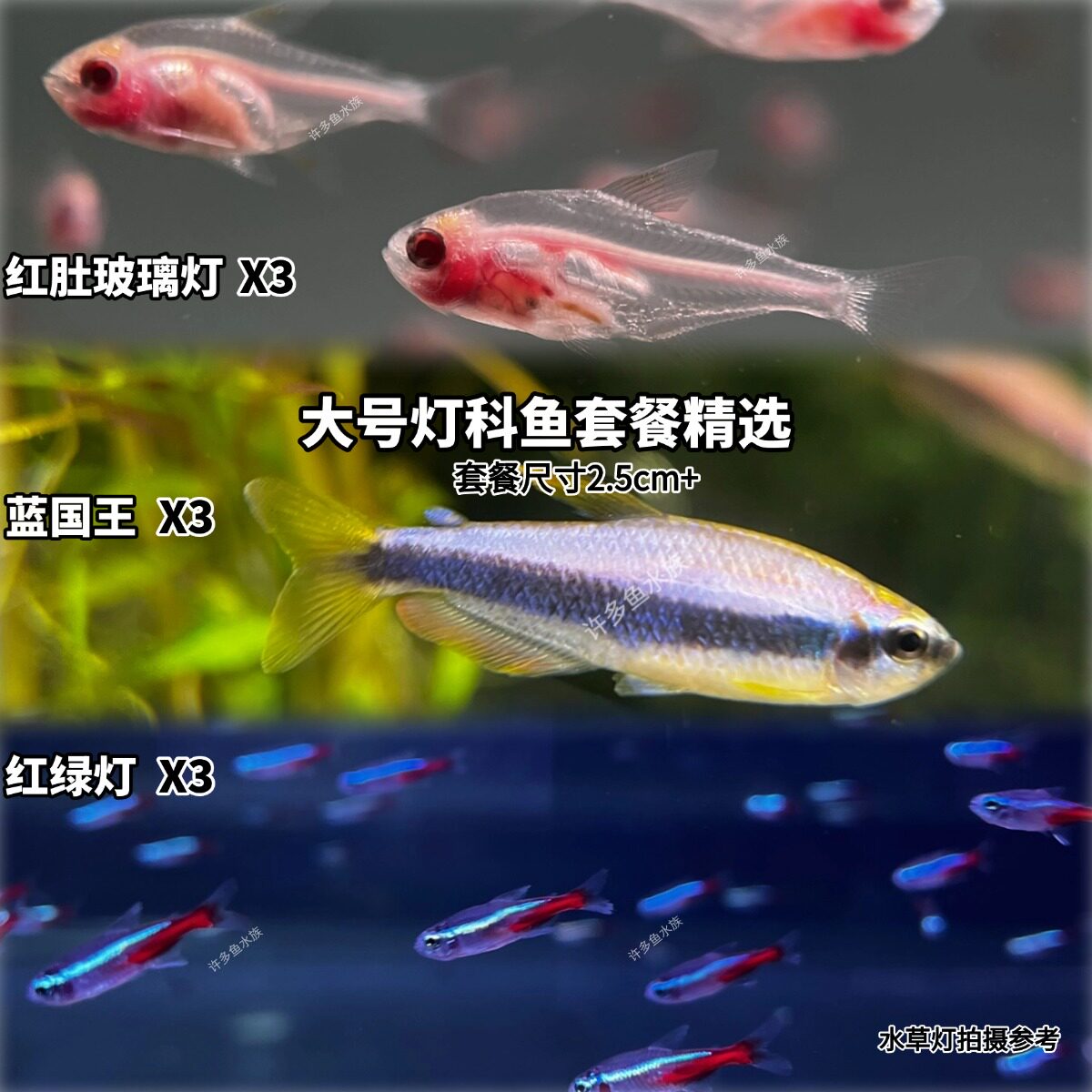 精品灯科鱼组合套餐甜心柠檬红绿鱼