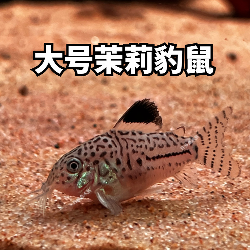 茉莉豹鼠观赏鱼热带鱼淡水小型鱼易养耐活上海包邮包损专业打包,宠物/宠物食品及用品,鱼,淘宝优惠券,粉丝福利购,淘宝优惠卷