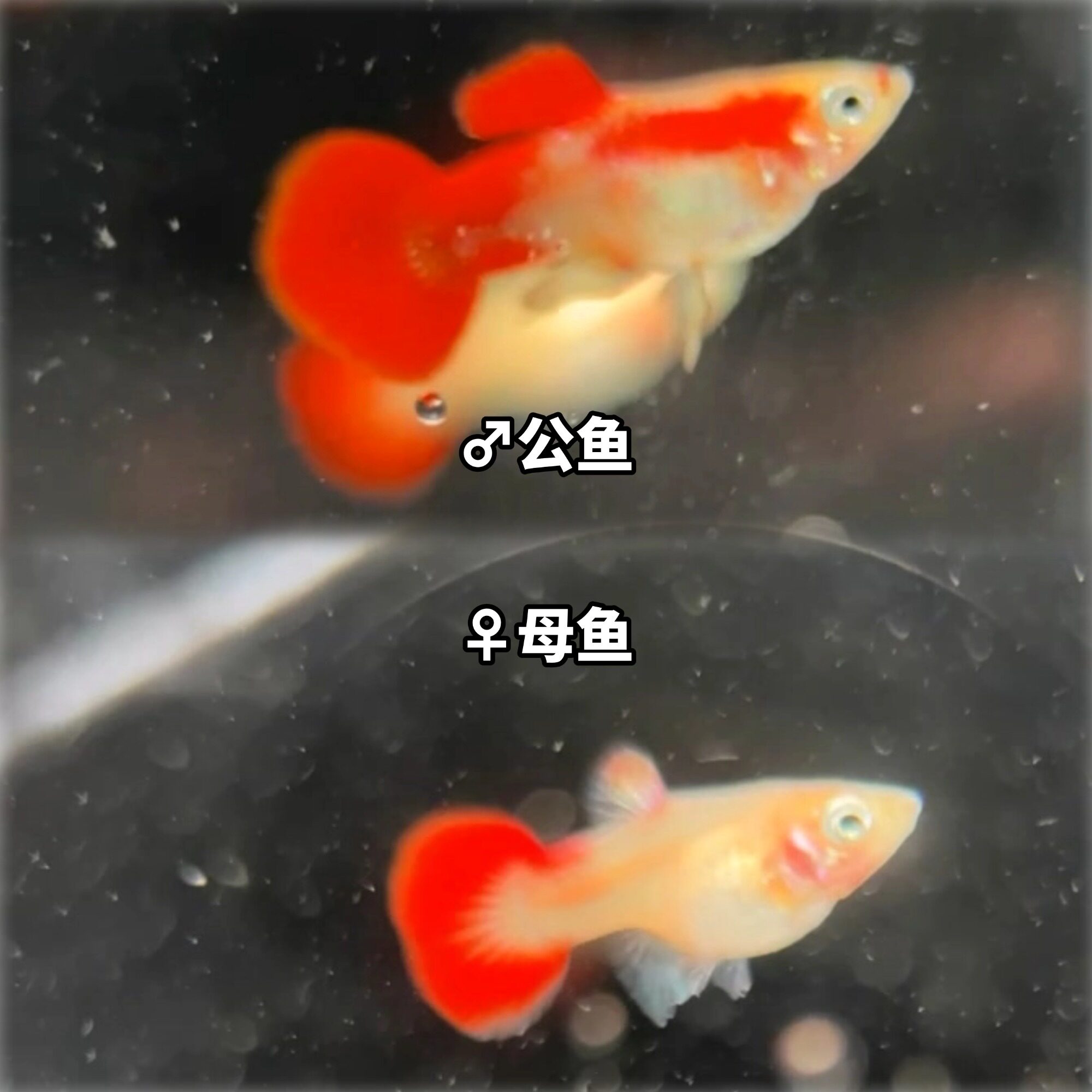 上海发货孔雀鱼红草尾黄暴球半月鱼