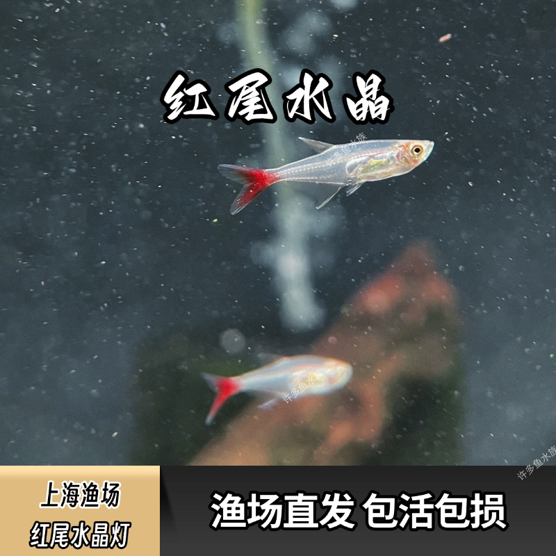 上海发货红尾水晶灯观赏鱼热带鱼鱼