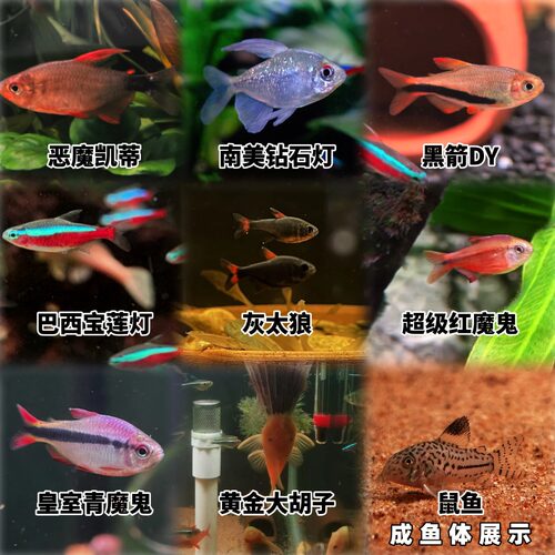 【25元包邮】上海发货灯鱼自选巴西宝莲灯绯红黑箭钻石皇室青魔鬼