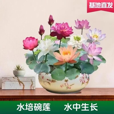 碗莲遇水开花易活易养四季开花空气自然净化新鲜空气-C