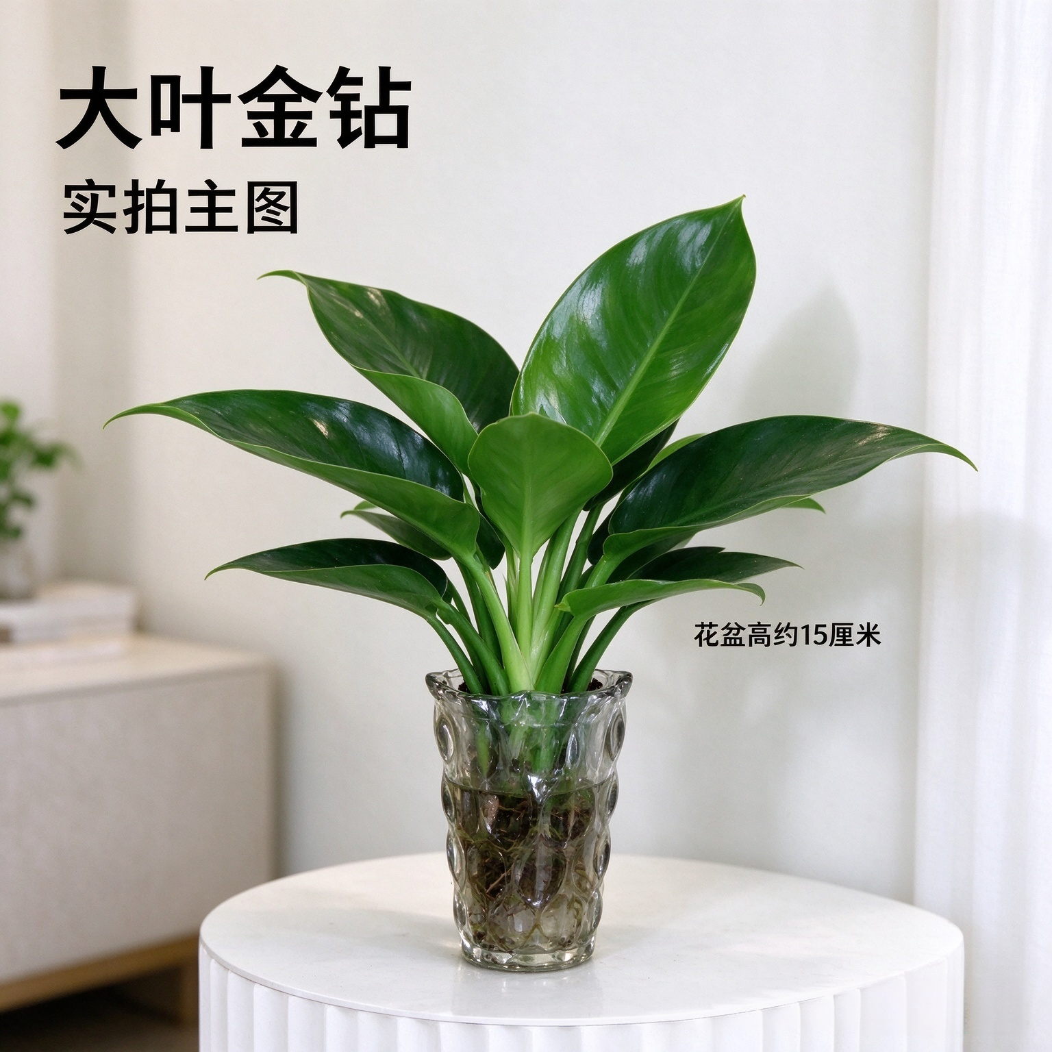 【下单立减30】水培植物大叶金钻盆栽绿公主室内客厅桌面净化空